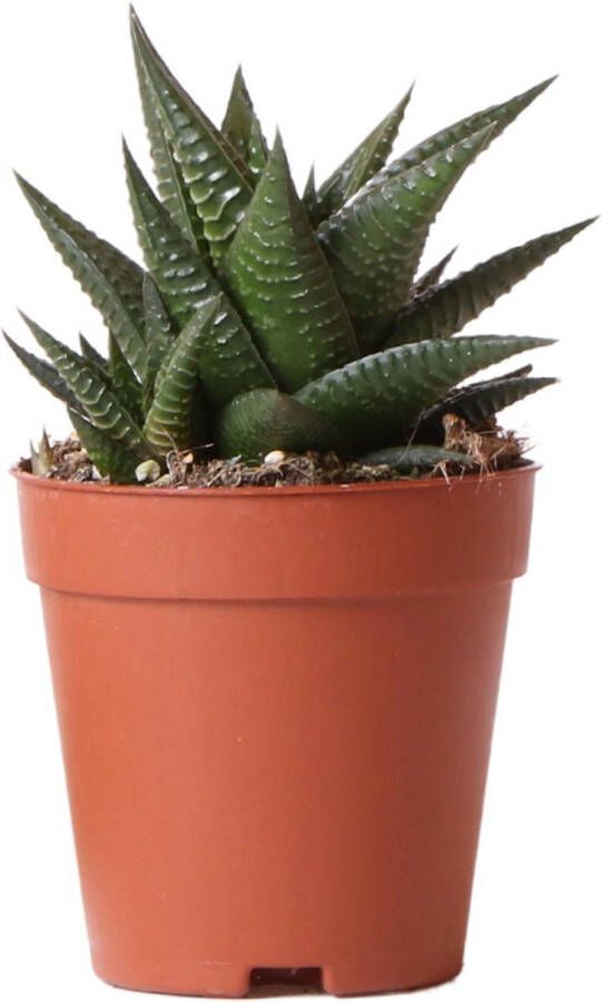 BOTANICLY Vetplant – Vensterplant (Haworthia Limifolia) – Hoogte: 16 cm – van