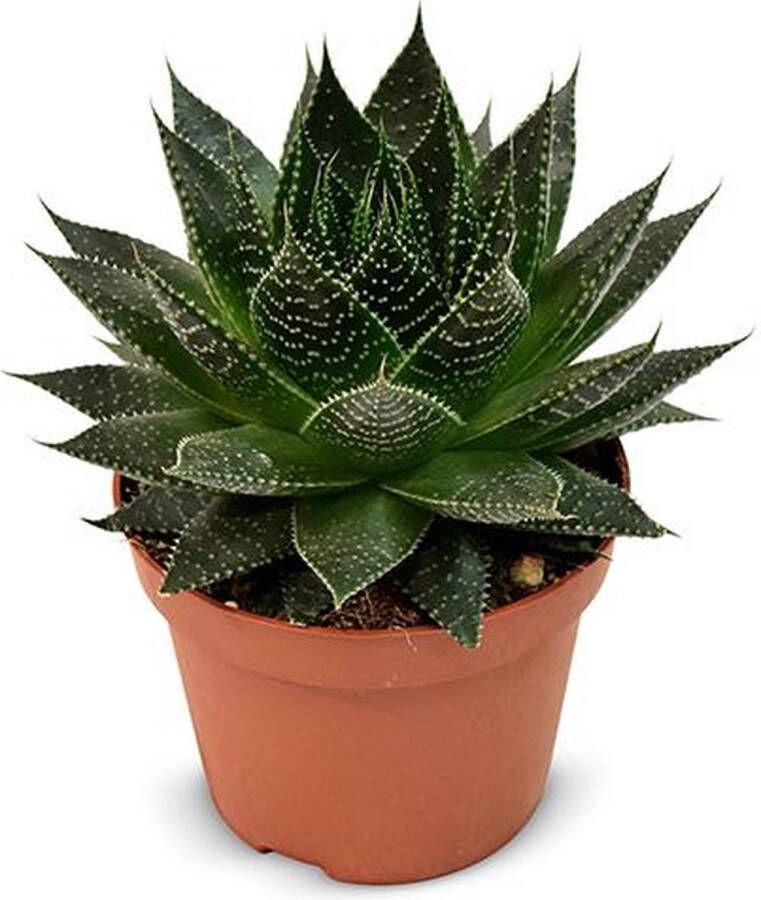 BOTANICLY Vetplant – Aloe Ami (Aloe Ami) – Hoogte: 15 cm – van