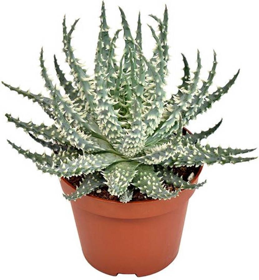 BOTANICLY Vetplant – Aloe Mara (Aloe Mara) – Hoogte: 15 cm – van