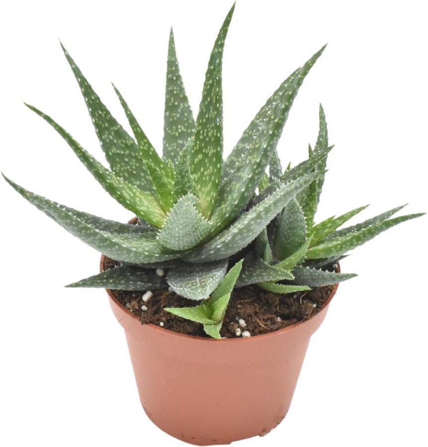BOTANICLY Vetplant – Aloe Migori (Aloe Migori) – Hoogte: 15 cm – van