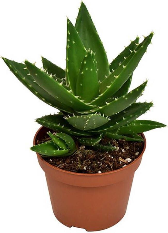 BOTANICLY Vetplant – Aloe Mitriformis (Aloe Mitriformis) – Hoogte: 20 cm – van