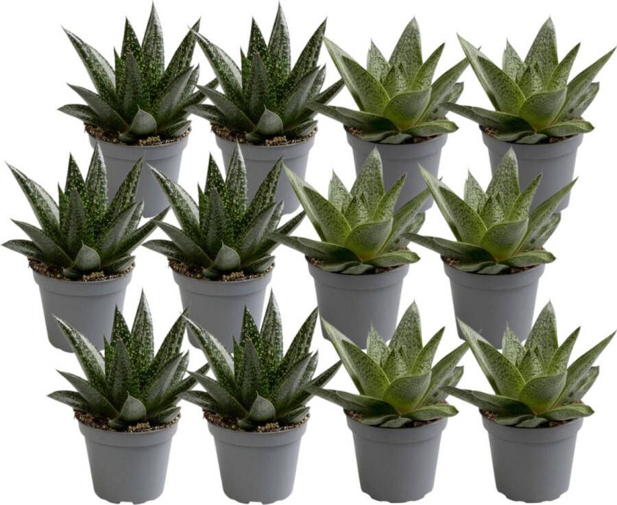 BOTANICLY Vetplant – Aloe Mix (Aloe Mix) – Hoogte: 15 cm – van