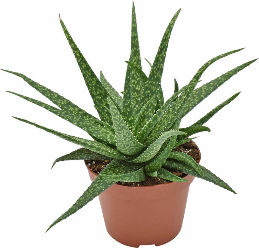 BOTANICLY Vetplant – Aloe Molo (Aloe Molo) – Hoogte: 15 cm – van