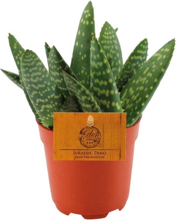 BOTANICLY Vetplant – Aloe Paradisicum (Aloe Paradisicum) – Hoogte: 15 cm – van