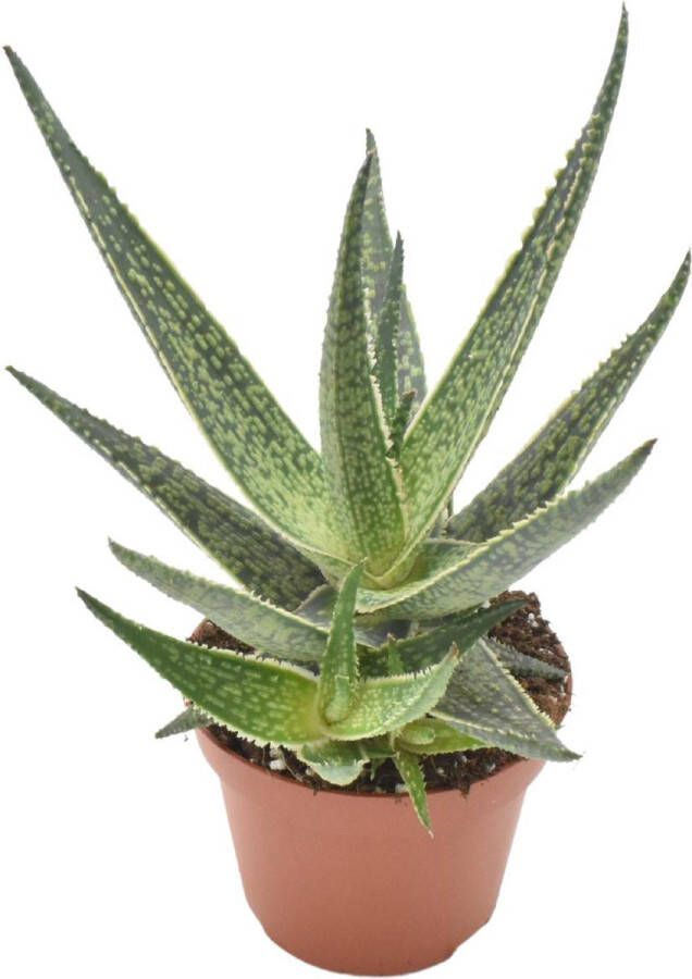 BOTANICLY Vetplant – Aloe Riana (Aloe Riana) – Hoogte: 15 cm – van