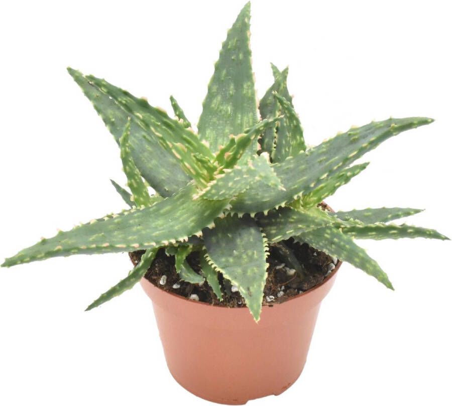 BOTANICLY Vetplant – Aloe Thiba (Aloe Thiba) – Hoogte: 15 cm – van