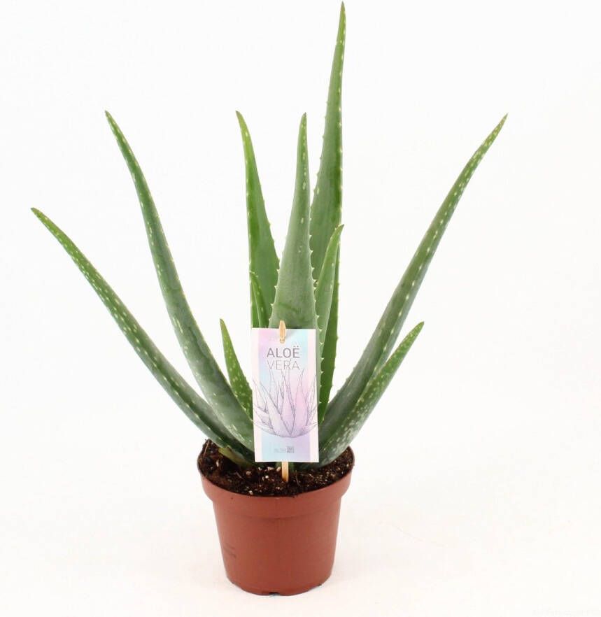 BOTANICLY Vetplant – Aloë VeraSources- Flora (Aloe Vera) – Hoogte: 45 cm – van