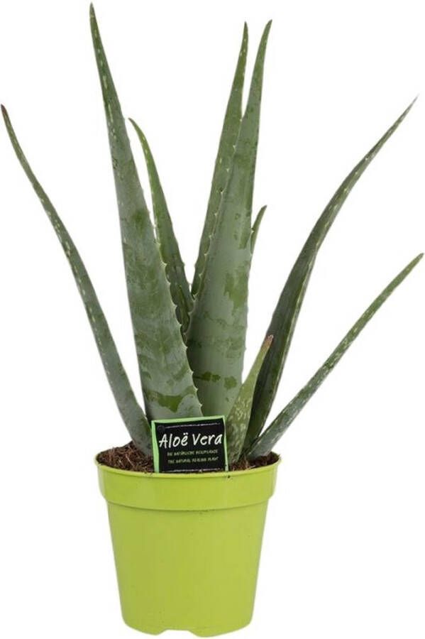 BOTANICLY Vetplant – Aloë VeraSources- Flora (Aloe Vera) – Hoogte: 65 cm – van