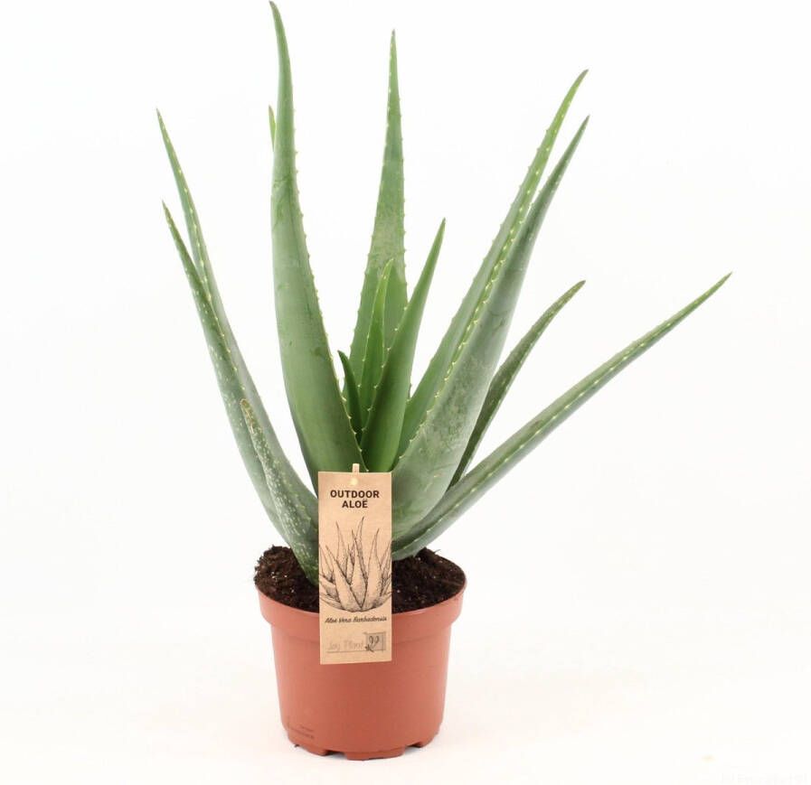 BOTANICLY Vetplant – Aloë VeraSources- Flora (Aloe Vera) – Hoogte: 70 cm – van