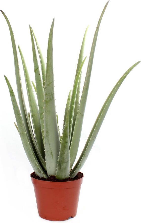 BOTANICLY Vetplant – Aloë VeraSources- Flora (Aloe Vera) met bloempot – Hoogte: 35 cm – van