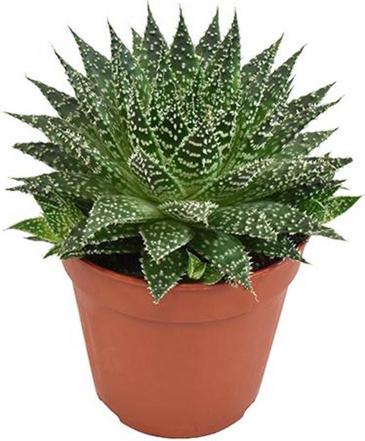 BOTANICLY Vetplant – Aloe Zambezi (Aloe Zambezi) – Hoogte: 15 cm – van