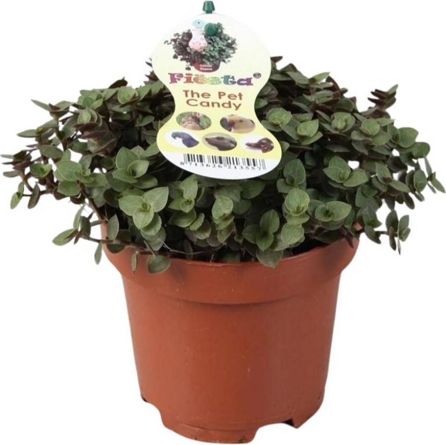 BOTANICLY Vetplant – Calissia Repens (Calissia Repens) – Hoogte: 17 cm – van