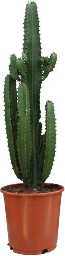 BOTANICLY Vetplant – Cowboycactus (Euphorbia Acrurensis) – Hoogte: 95 cm – van