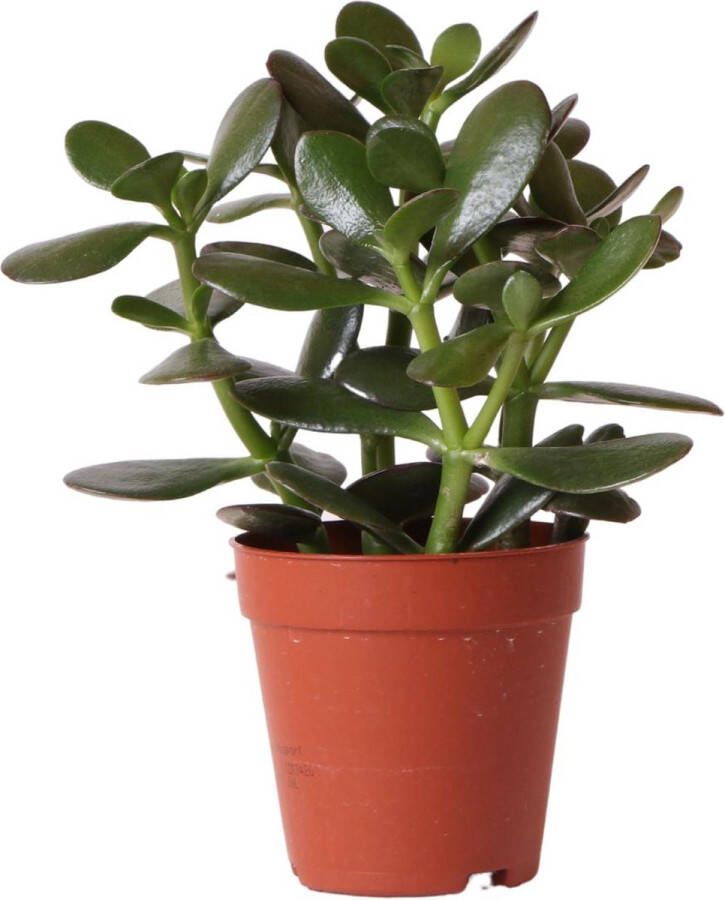 BOTANICLY Vetplant – Crassula (Crassula) – Hoogte: 20 cm – van