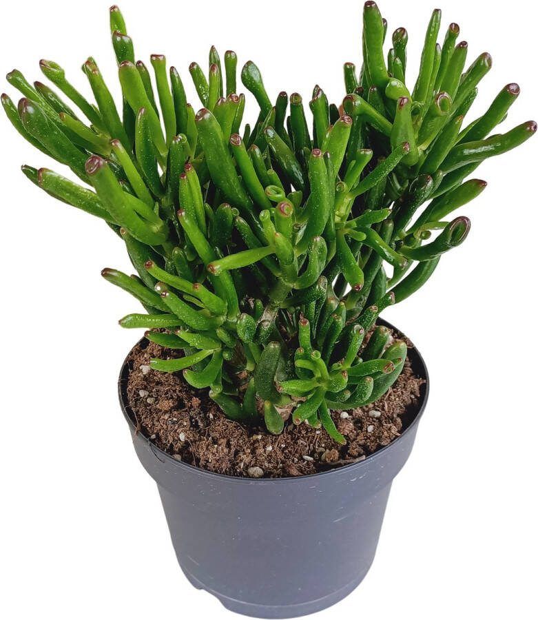 BOTANICLY Vetplant – Crassula (Crassula) – Hoogte: 27 cm – van
