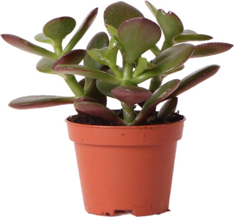 BOTANICLY Vetplant – Crassula (Crassula) – Hoogte: 8 cm – van