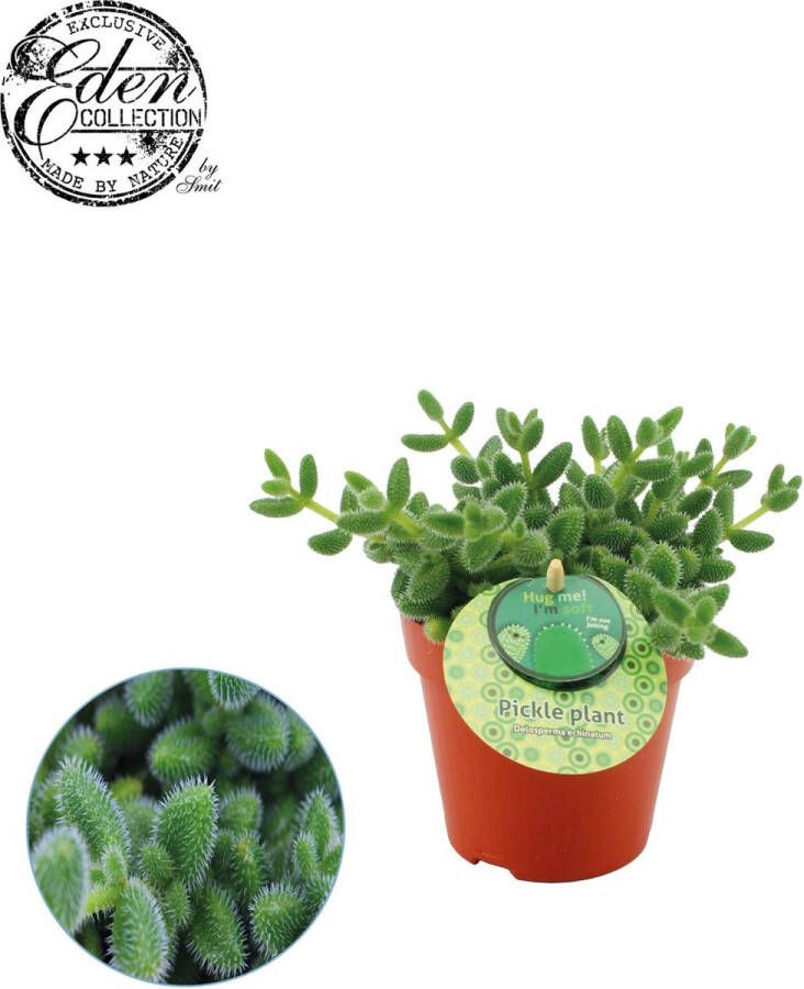 BOTANICLY Vetplant – Delosperma echinatum (Delosperma echinatum) – Hoogte: 20 cm – van