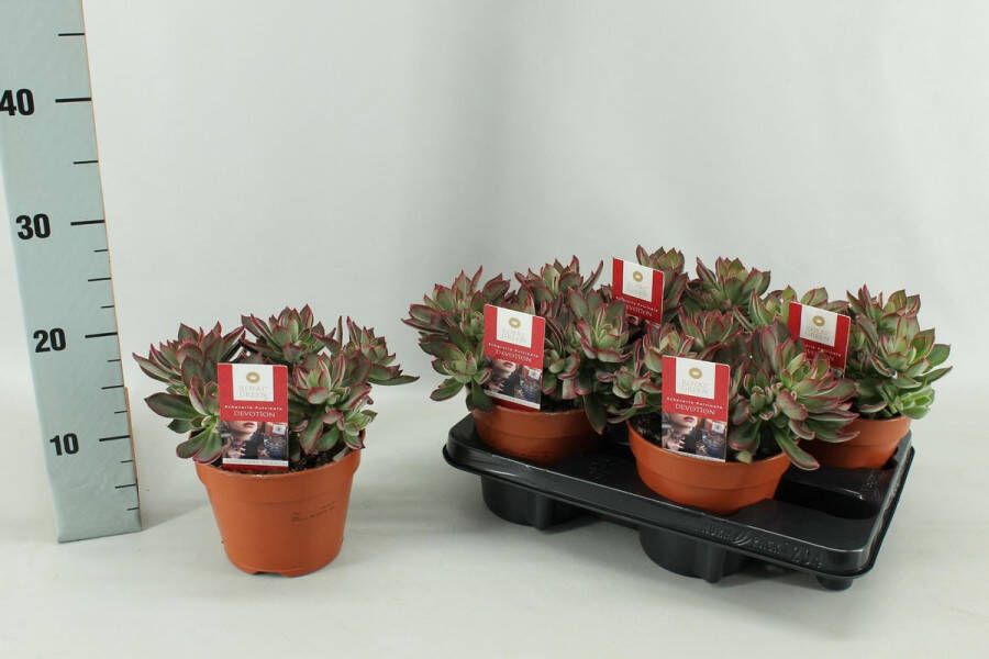 BOTANICLY Vetplant – Egelantier (Echeveria) – Hoogte: 20 cm – van