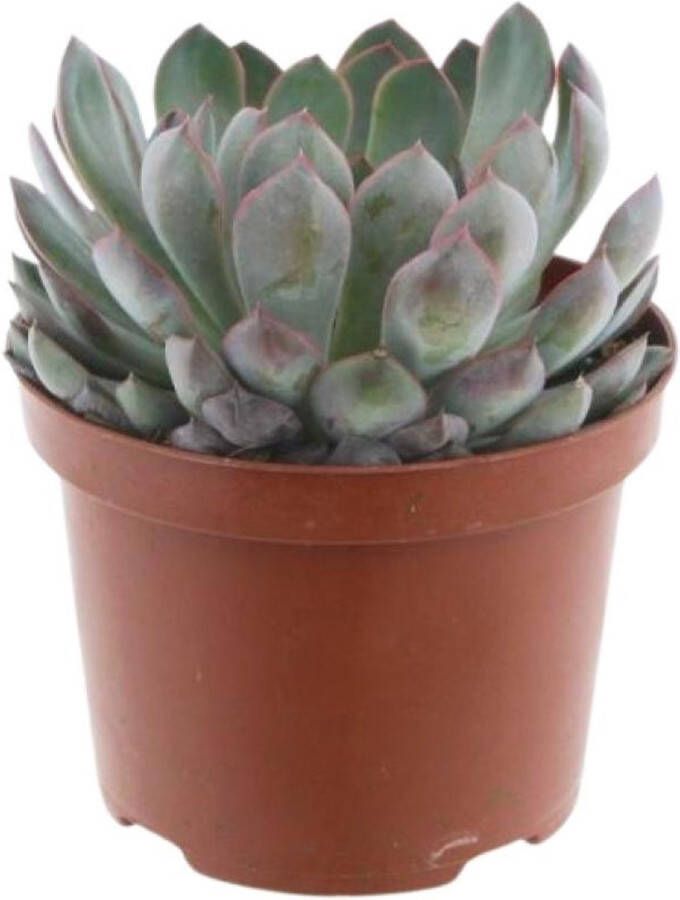 BOTANICLY Vetplant – Egelantier (Echeveria) – Hoogte: 30 cm – van