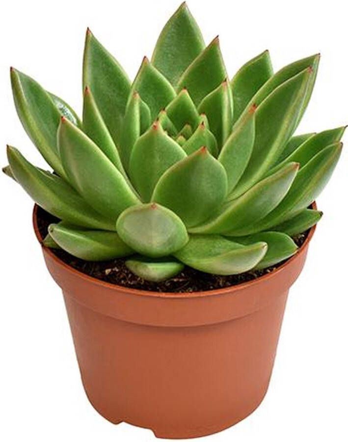 BOTANICLY Vetplant – Egelantier (Echeveria Miranda) – Hoogte: 15 cm – van