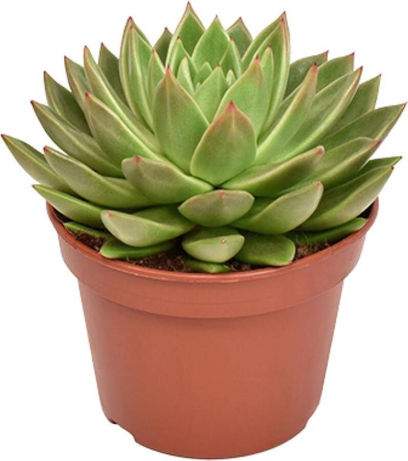 BOTANICLY Vetplant – Egelantier (Echeveria Miranda) – Hoogte: 20 cm – van