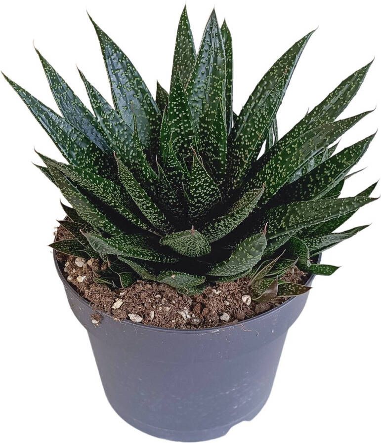 BOTANICLY Vetplant – Gasteria (Gasteria) – Hoogte: 35 cm – van