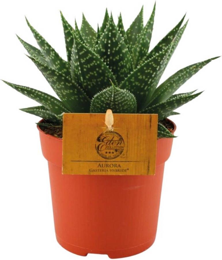 BOTANICLY Vetplant – Gasteria (Gasteria Hybride Aurora) – Hoogte: 15 cm – van