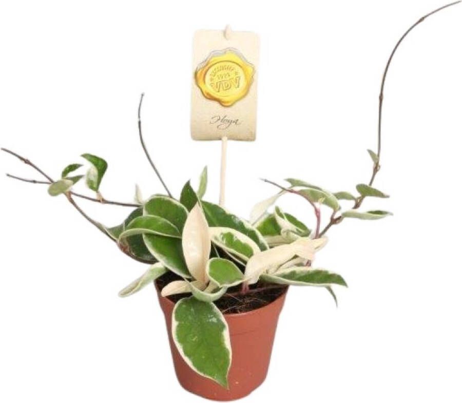 BOTANICLY Vetplant – Grote Wasbloem (Hoya Carnosa Krimson Queen) – Hoogte: 20 cm – van