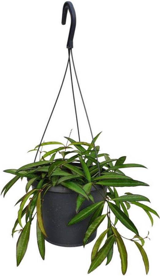 BOTANICLY Vetplant – Hartjesplant (Hoya Bella) – Hoogte: 20 cm – van