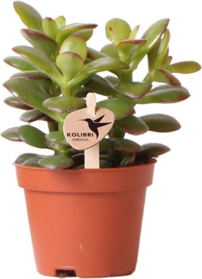 BOTANICLY Vetplant – Jadeplant (Crassulla minor) – Hoogte: 11 cm – van