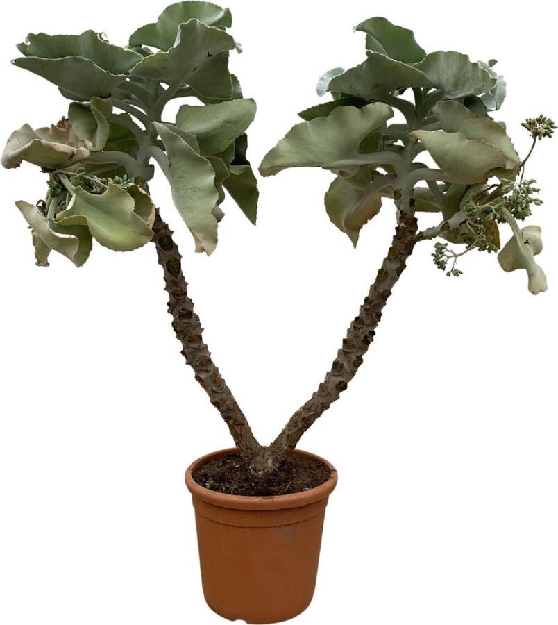 BOTANICLY Vetplant – Kalanchoë Beharhensis (Kalanchoë Beharhensis) – Hoogte: 150 cm – van