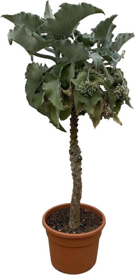 BOTANICLY Vetplant – Kalanchoë Beharhensis (Kalanchoë Beharhensis) – Hoogte: 180 cm – van