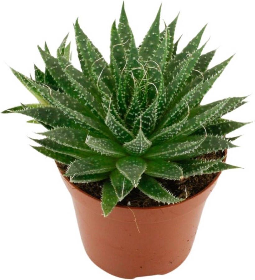 BOTANICLY Vetplant – Kokerboom (Aloë Aristata) – Hoogte: 20 cm – van