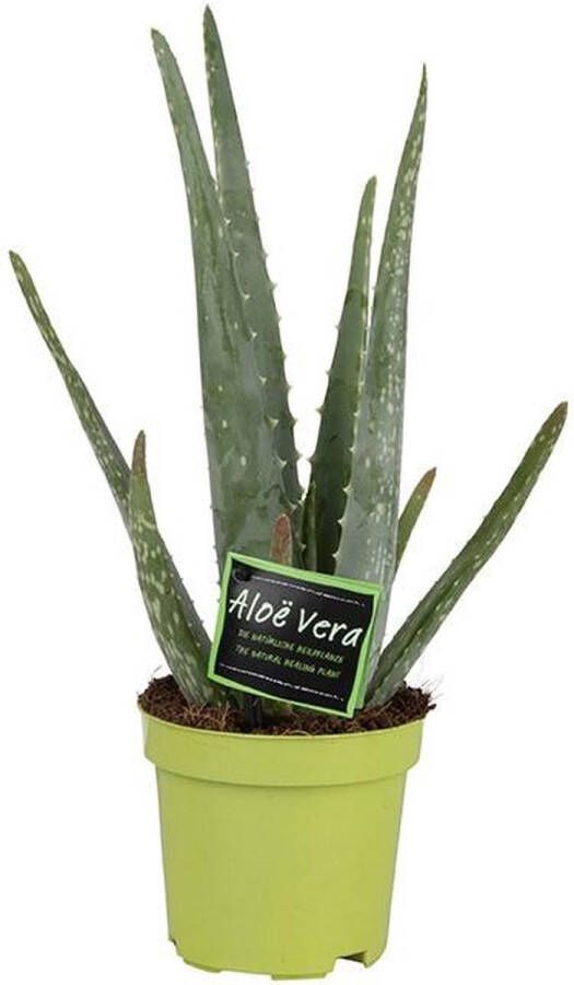 BOTANICLY Vetplant – Kokerboom (Aloë Vera) – Hoogte: 35 cm – van