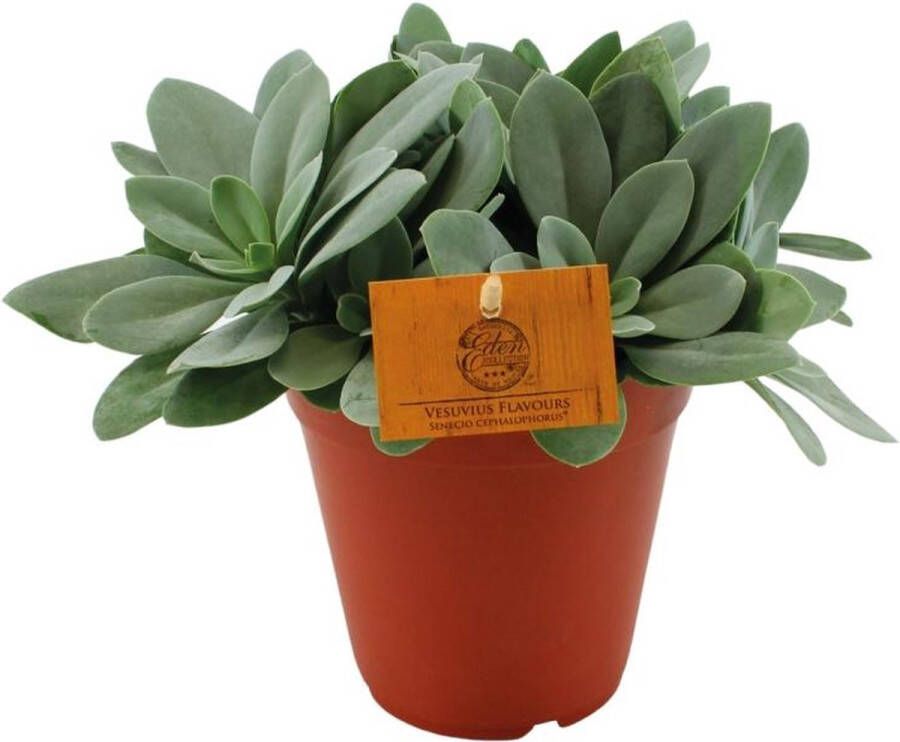 BOTANICLY Vetplant – Kruiskruid (Senecio Cephalophorus) – Hoogte: 25 cm – van