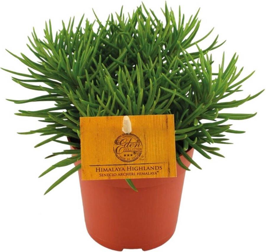 BOTANICLY Vetplant – Kruiskruid (Senecio) – Hoogte: 15 cm – van