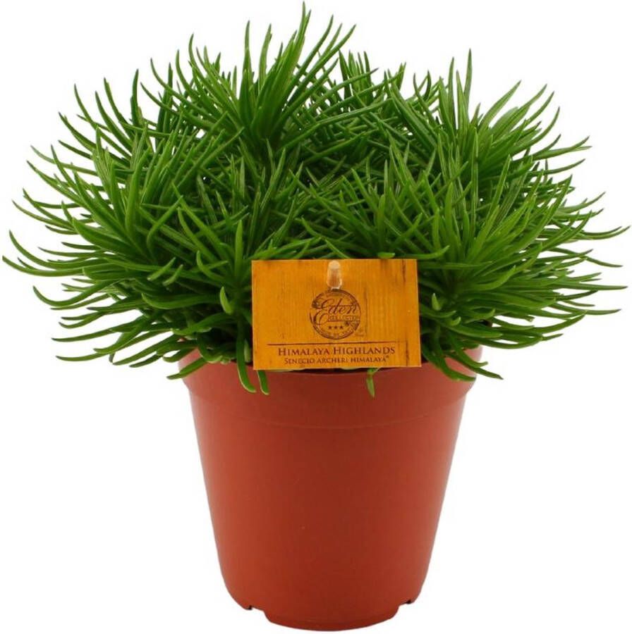 BOTANICLY Vetplant – Kruiskruid (Senecio) – Hoogte: 25 cm – van