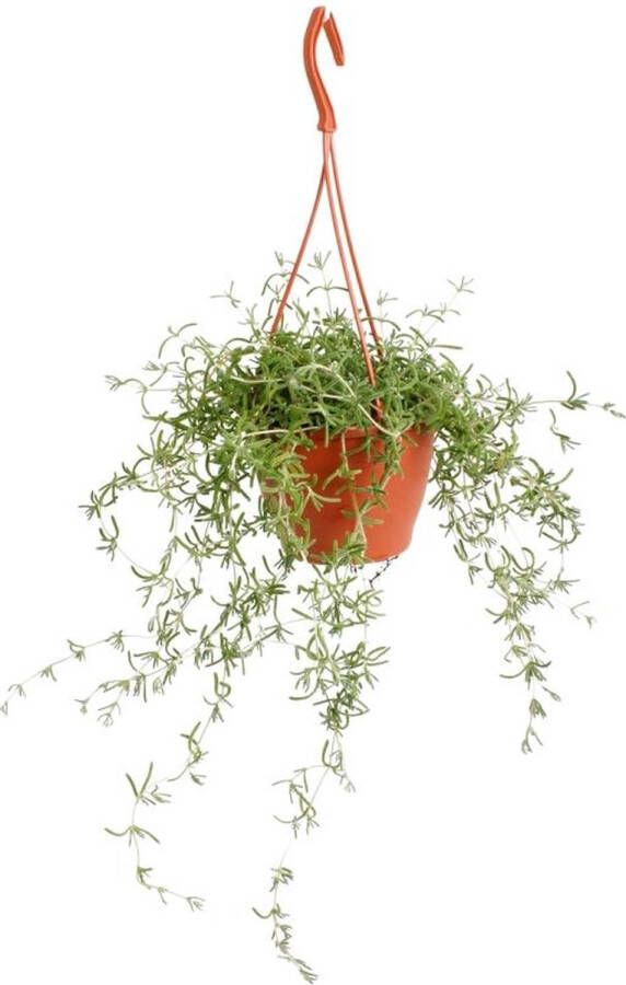 BOTANICLY Vetplant – Kruiskruid (Senecio) met bloempot – Hoogte: 15 cm – van