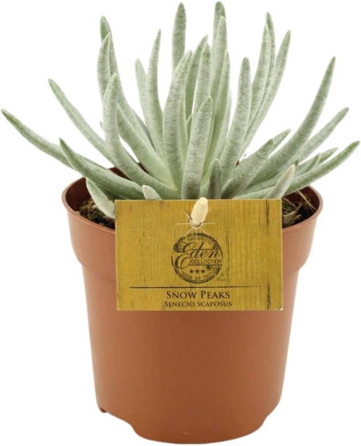 BOTANICLY Vetplant – Kruiskruid (Senecio Scaposus) – Hoogte: 15 cm – van
