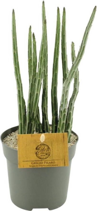 BOTANICLY Vetplant – Kruiskruid (Senecio Stapeliaeformis) – Hoogte: 15 cm – van