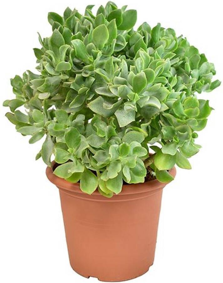 BOTANICLY Vetplant – Kussentjesvetplant (Crassula Arborescens Undulatifolia) met bloempot – Hoogte: 35 cm – van