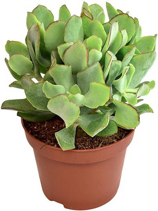 BOTANICLY Vetplant – Kussentjesvetplant (Crassula) – Hoogte: 15 cm – van