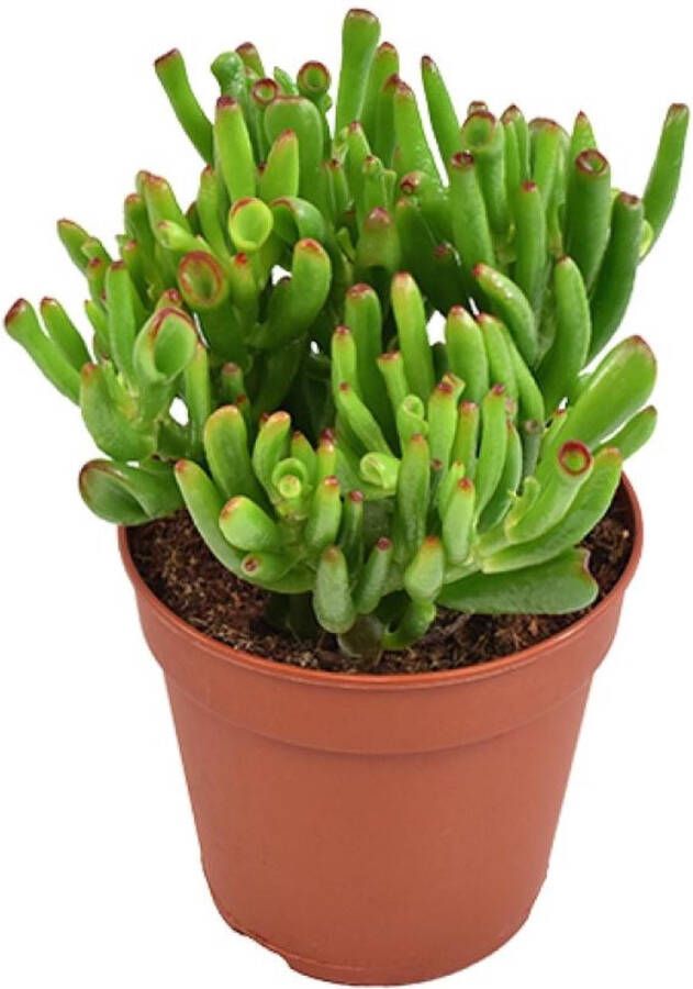 BOTANICLY Vetplant – Kussentjesvetplant (Crassula) – Hoogte: 23 cm – van