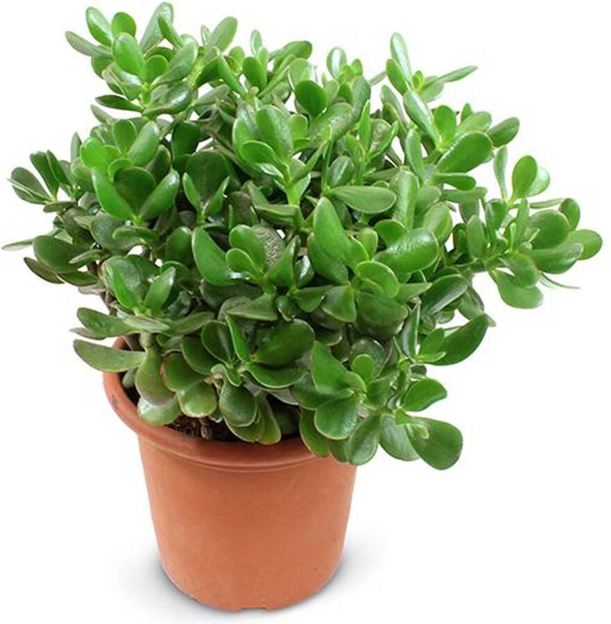 BOTANICLY Vetplant – Kussentjesvetplant (Crassula) – Hoogte: 35 cm – van