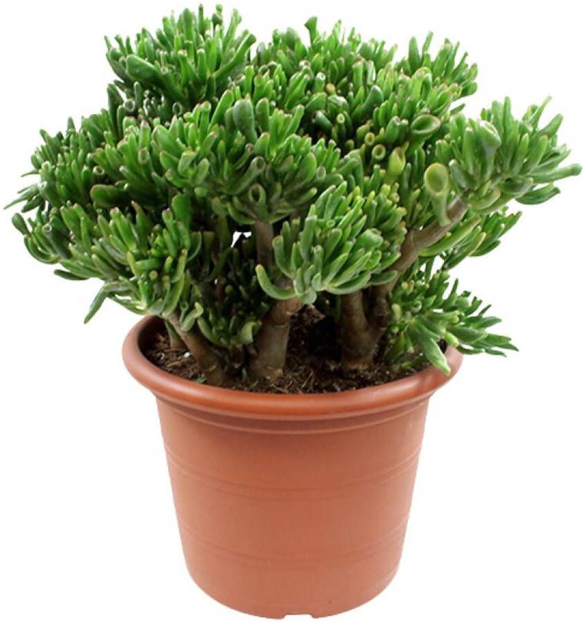 BOTANICLY Vetplant – Kussentjesvetplant (Crassula) – Hoogte: 50 cm – van