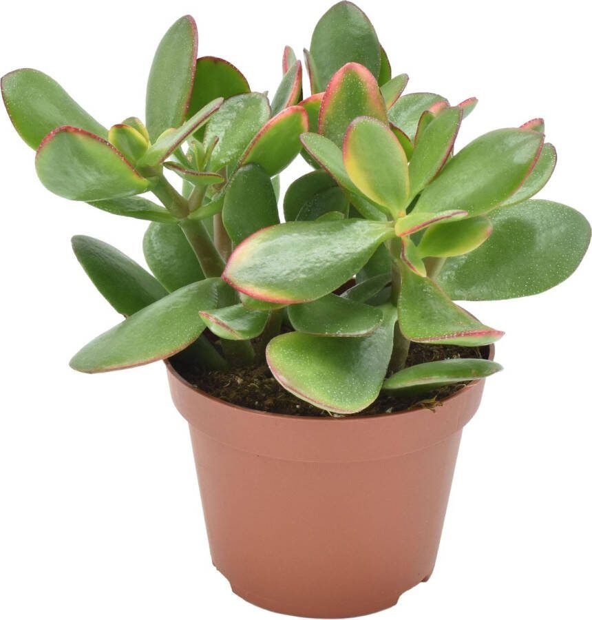 BOTANICLY Vetplant – Kussentjesvetplant (Crassula) met bloempot – Hoogte: 15 cm – van
