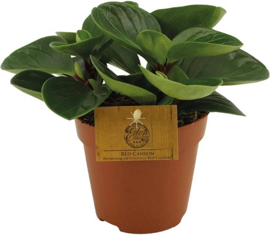 BOTANICLY Vetplant – Roodsteelpeperomia (Peperomia Red Canyon) – Hoogte: 20 cm – van