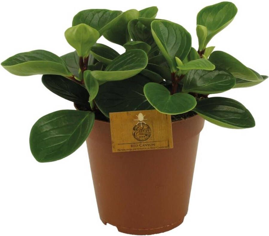 BOTANICLY Vetplant – Roodsteelpeperomia (Peperomia Red Canyon) – Hoogte: 25 cm – van
