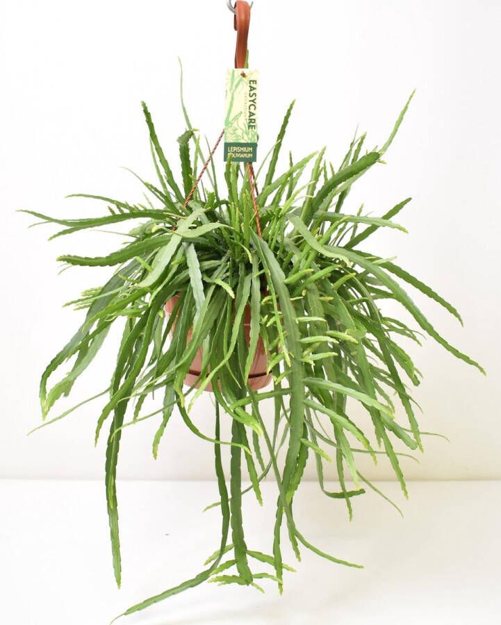 BOTANICLY Vetplant – Theeboom (Lepismium Bolivianum) met bloempot – Hoogte: 55 cm – van