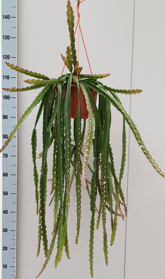 BOTANICLY Vetplant – Theeboom (Lepismium Cruciforme Rojo) met bloempot – Hoogte: 60 cm – van